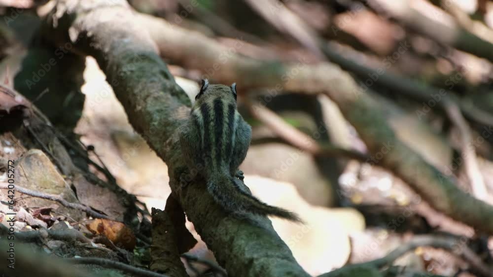 climbing a root and eating as seen from its back at the forest ground, a Himalayan striped squirrel mcclellandii is sitting on a root of a tree. climbing a root and eating as seen from its back at the forest ground, a Himalayan striped squirrel mcclellandii is sitting on a root of a tree.
