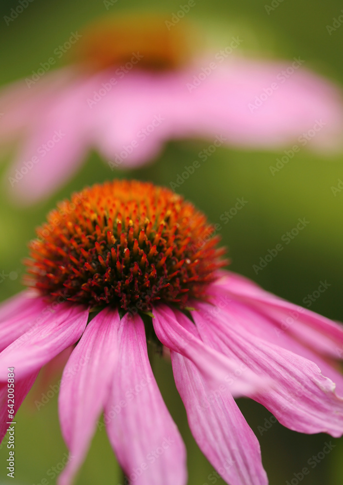 Close up of purple coneflower
Close up of purple coneflower
