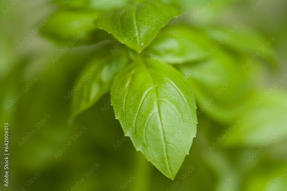 Extreme close up of basil leaves
Extreme close up of basil leaves