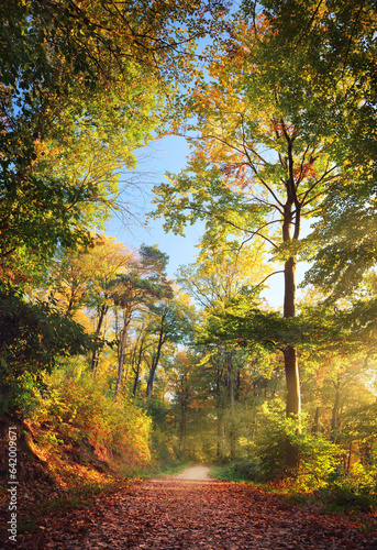 Forest path in beautiful autumn light, with rays of sunlight, blue sky and tall colorful beech trees