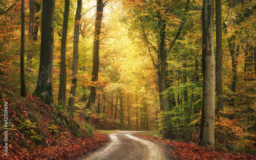 Cuadro en lienzo Tranquil autumn scenery in a colorful beech forest, with a beam of soft light in