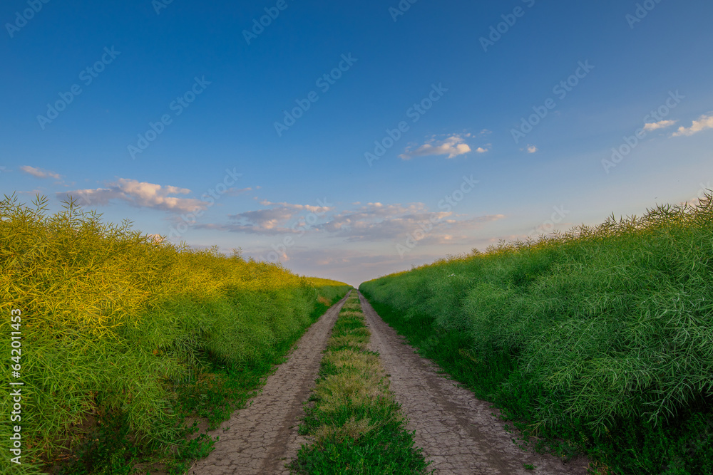 Endless Fields of Gold: Gravel Road on the Rapeseed Farm at Sunset Endless Fields of Gold: Gravel Road on the Rapeseed Farm at Sunset