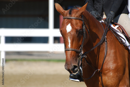 Chestnut Horse Under Saddle at a Horse Show © dejavudesigns