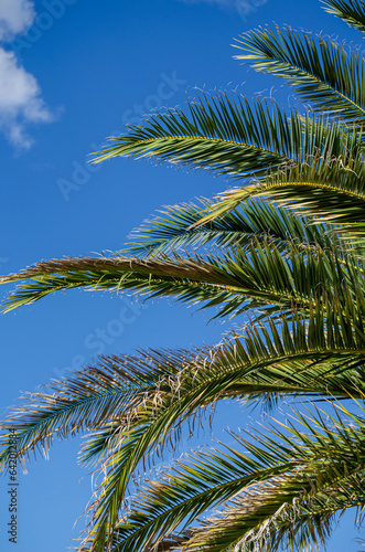 leaves of a palm tree with a blue sky and some clouds in the background
