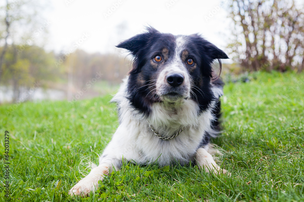 bordercollie laying outdoors in the green grass