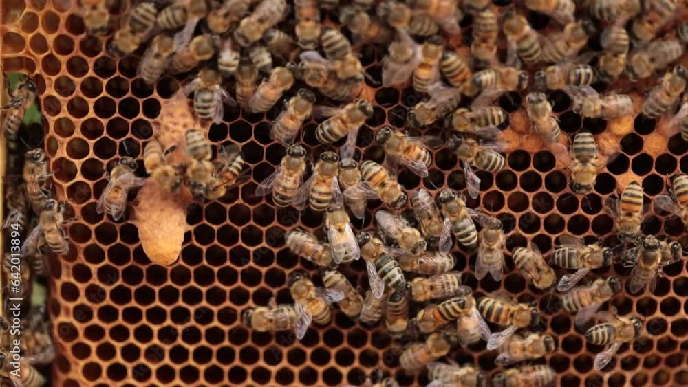 Beekeeper's Precision: Eliminating Extra Queens in the Hive