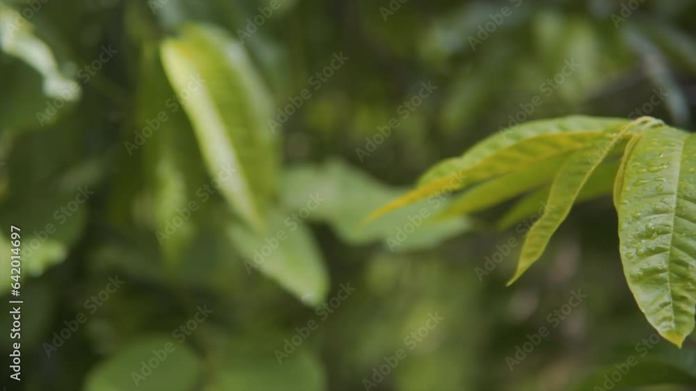 Close up panning clip of Annona reticulata leaves Close up panning clip of Annona reticulata leaves