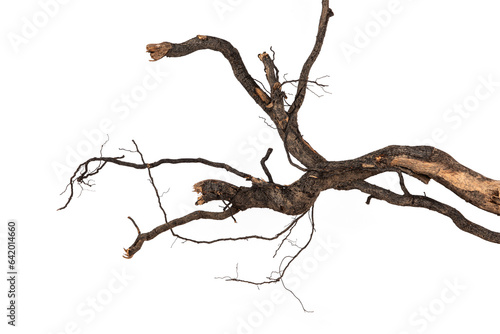 Dry branch of dead tree with cracked bark isolated on white background.