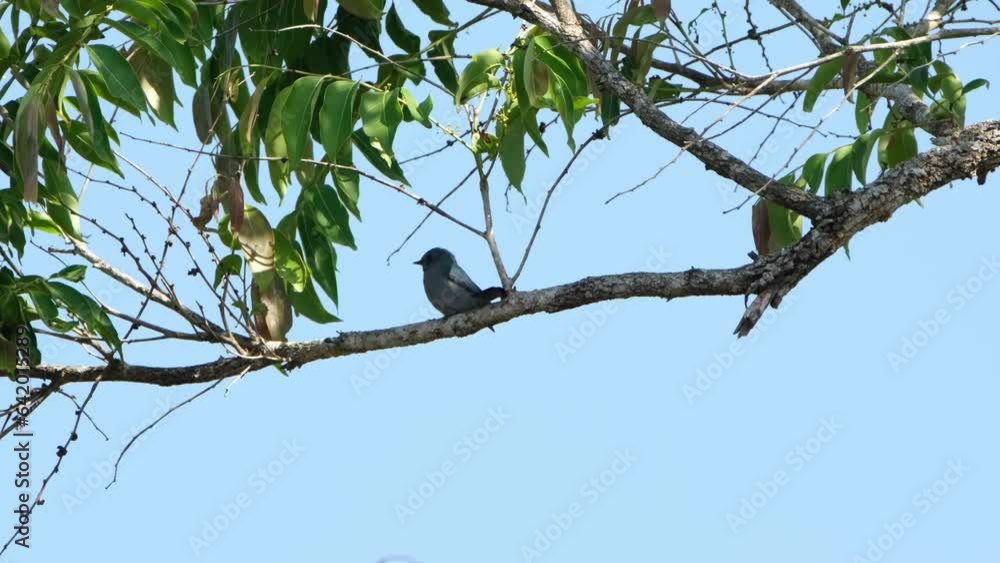 A tiny Verditer Flycatcher Eumyias thalassinus is perched on a branch of a tree, the wind blowing on the leaves around it and with a blue sky as its background A tiny Verditer Flycatcher Eumyias thalassinus is perched on a branch of a tree, the wind blowing on the leaves around it and with a blue sky as its background