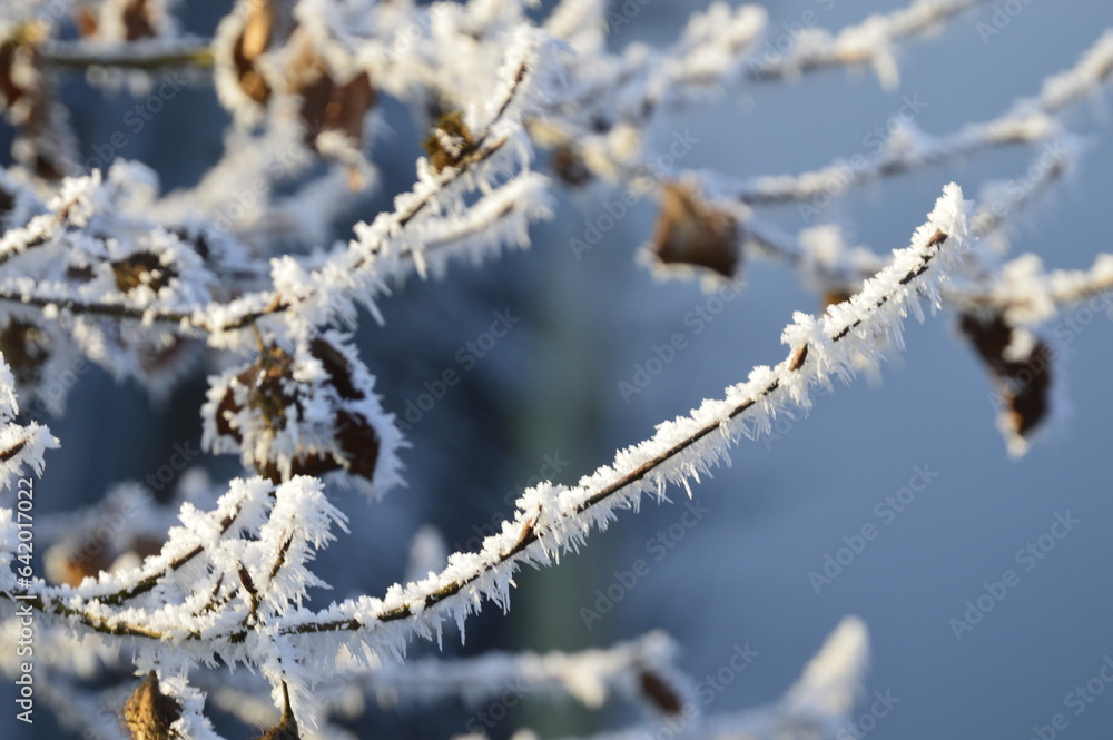 frost frost