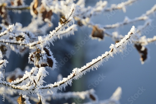 frost  © susanne