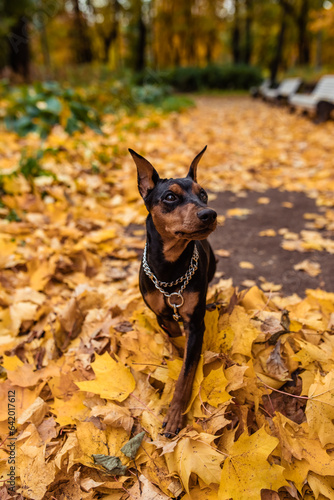 Black dogof the miniature pinscher breed in autumn in orange foliage