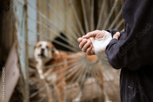 male dog Alabai bit the man's hand. Bandaged human hand after dog bite Concept of animal care and rabies prevention