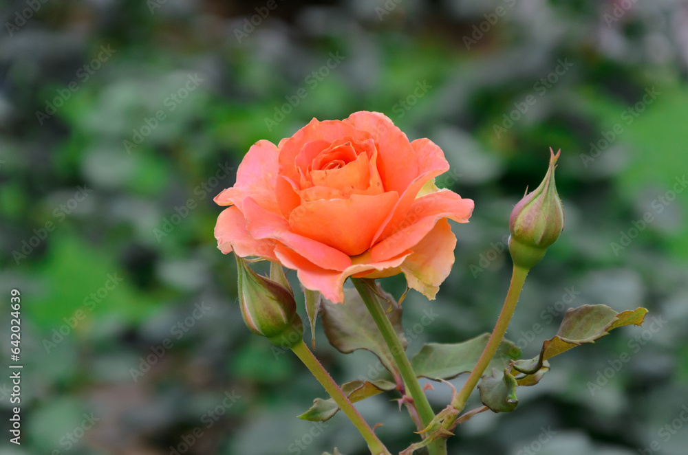 オレンジのバラ
