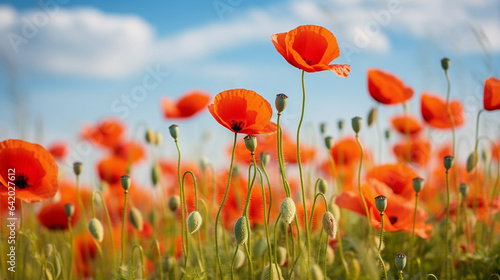 Vivid and Serene: A Field of Brilliant Red Poppies Under a Clear Blue Sky, Creating a Picturesque Scene of Natural Beauty, red poppies, wildflowers, meadow, field of flowers, floral beauty, blossoming