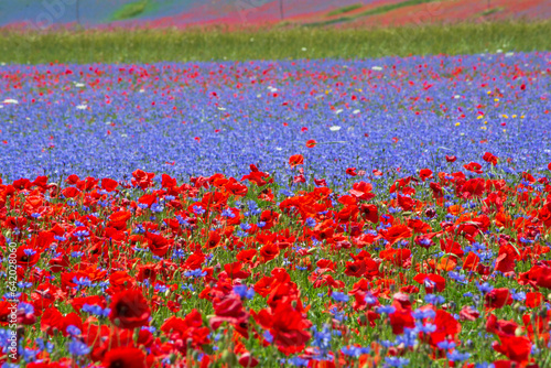 The flowering of Castelluccio di Norcia - La Fioritura di Castelluccio di Norcia