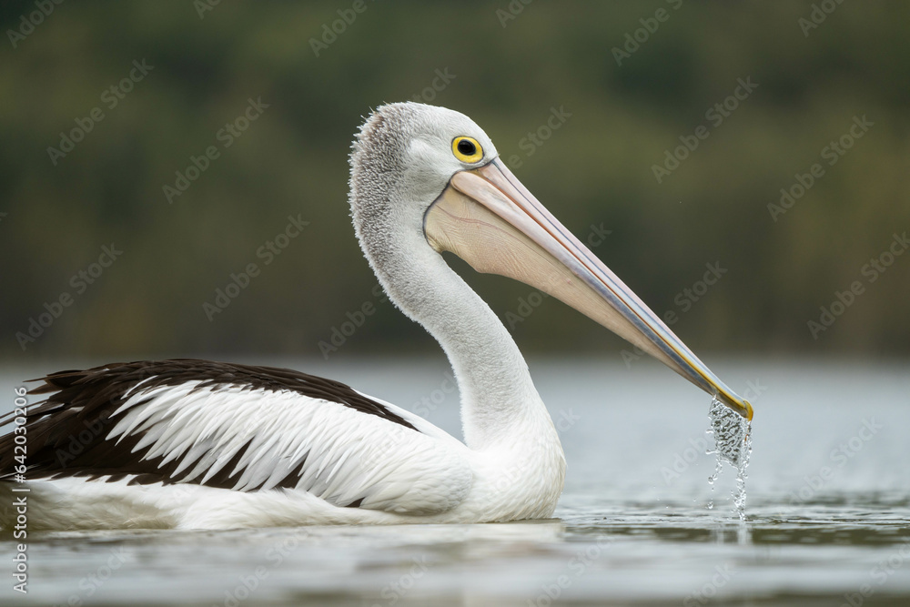 pelican close up on a river in australia pelican close up on a river in australia