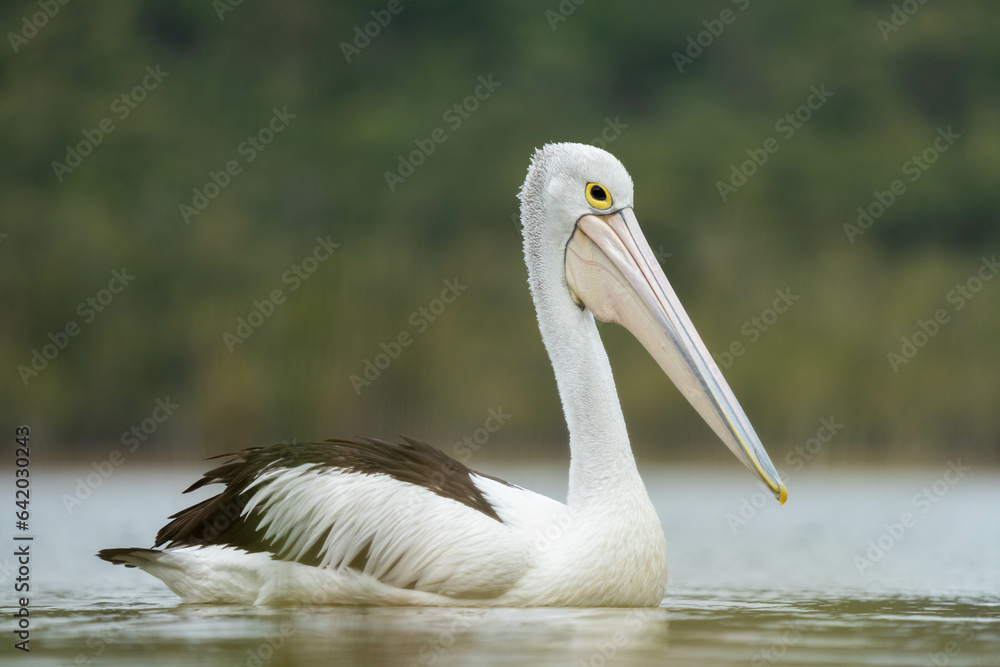 pelican close up on a river in australia pelican close up on a river in australia