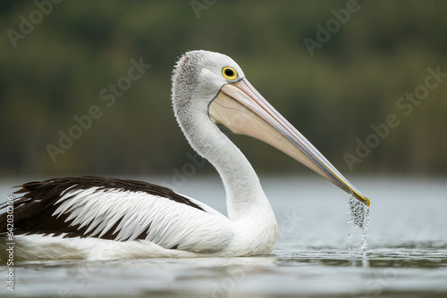 pelican close up on a river in australia