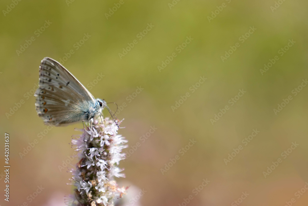 Adonis Blue butterfly (Polyommatus bellargus) in a flower in Pyrenees with green and pink background. Symbol of metamorphosis and constant transformation. Adonis Blue butterfly (Polyommatus bellargus) in a flower in Pyrenees with green and pink background. Symbol of metamorphosis and constant transformation.