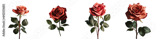 Red rose isolated on a transparent background with green leaves