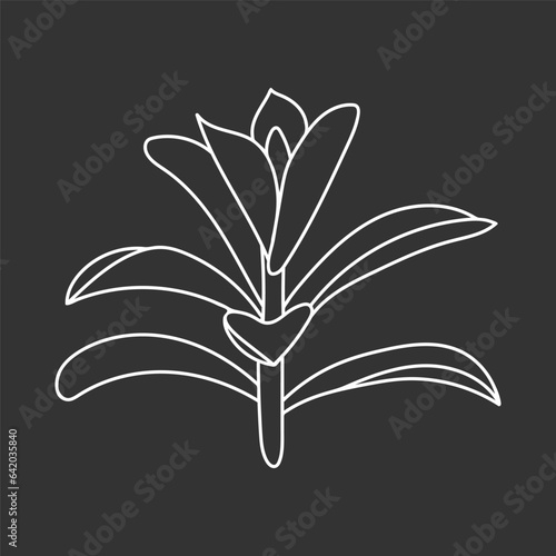 Succulent echeveria in doodle style, vector illustration. Desert flower for print and design. Outline mexican plant, graphic isolated element on chalk board background. Housplant for decor interior