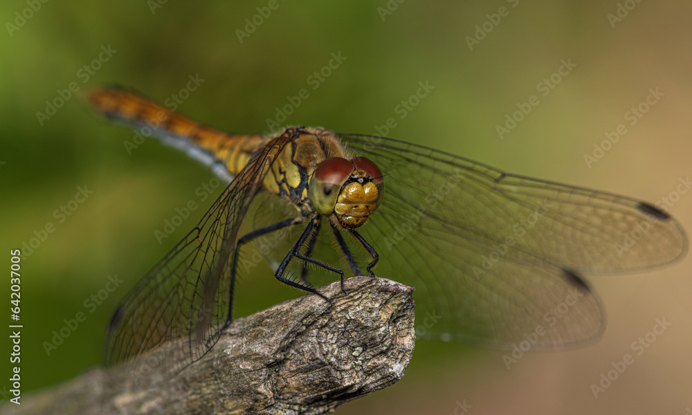An orange-yellow dragonfly sits at the end of a dry branch. An orange-yellow dragonfly sits at the end of a dry branch.