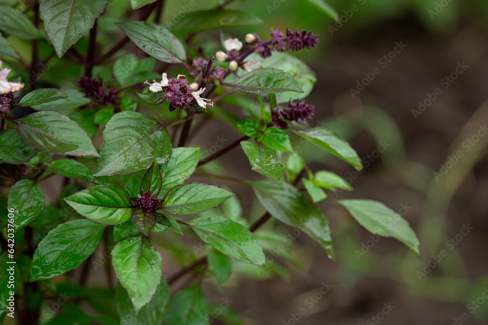 Close up of green  basil leaves plant in garden homegrown food