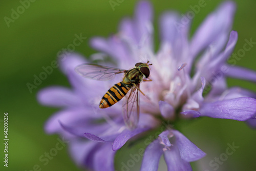 Field scabious lilac flower in close up with a marmalade hoverfly