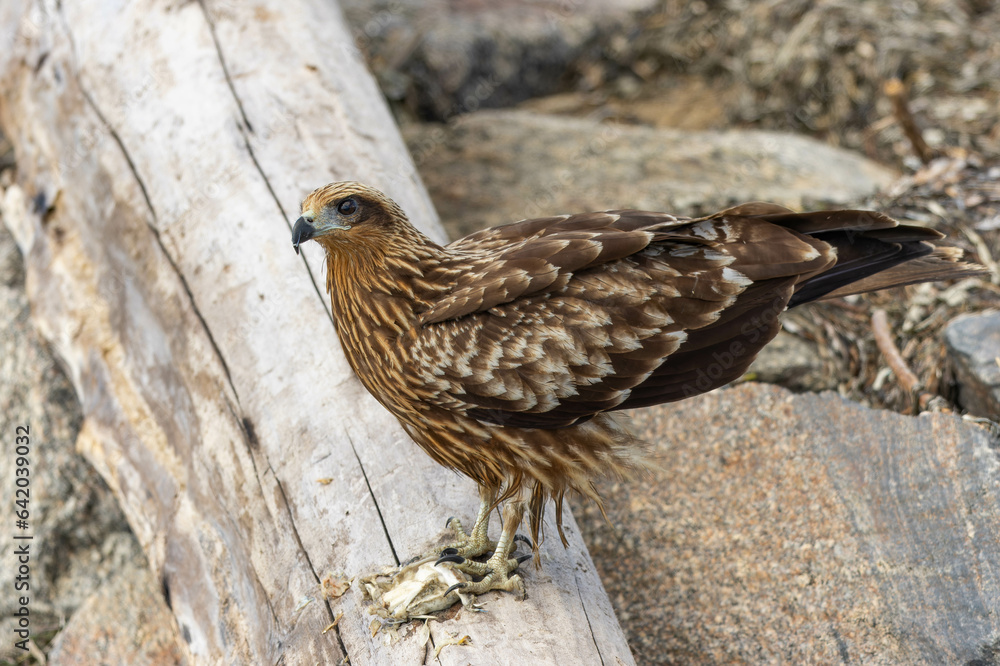 Fototapeta premium 朽ちた木の上で餌を食べるトビ
