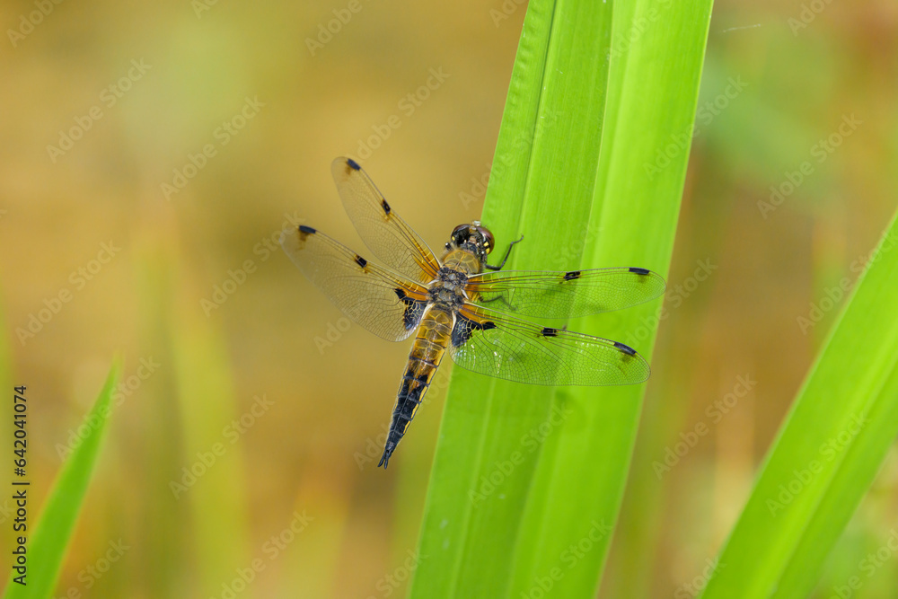Four spotted chaser sitting on a green plant Four spotted chaser sitting on a green plant
