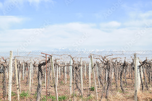 planting grape vines in a dry vineyard near the andes mountains