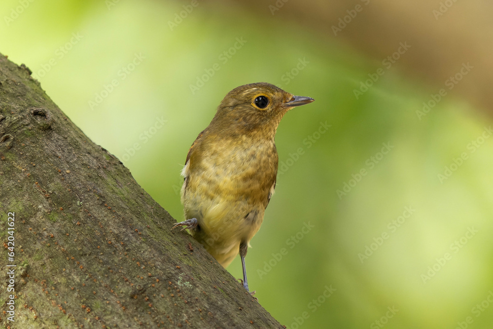 Fototapeta premium 仲間と共に虫を探すキビタキ