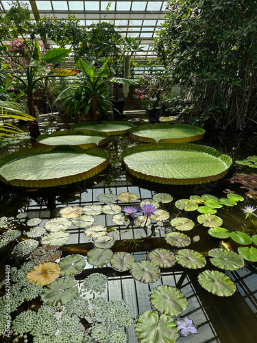 Pond with Queen Victoria water lilies in botanical garden