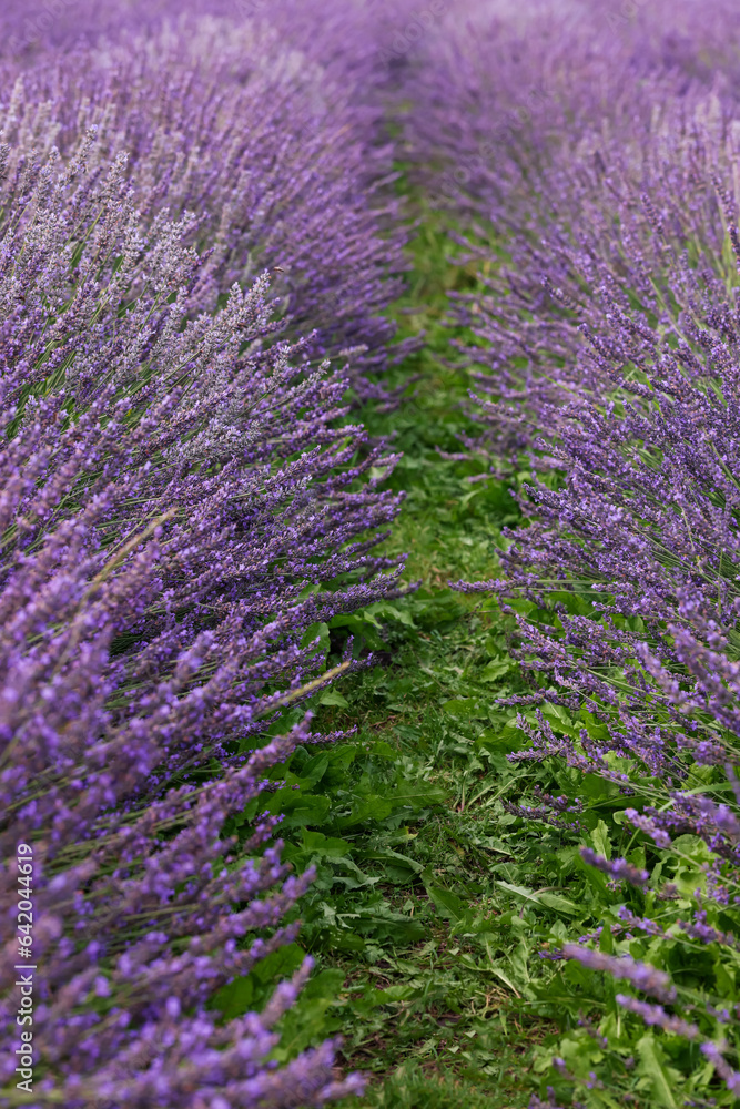 Obraz premium View of beautiful blooming lavender growing in field