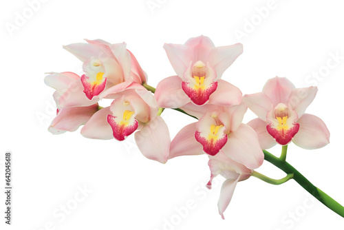 Blooming Pink Cymbidium Orchid Flowers Isolated on White Backgro