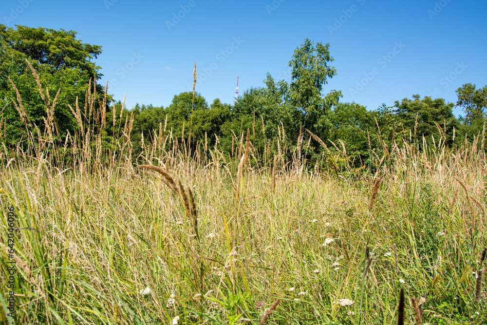 panorama from trees with a meadow covered with grass in the light panorama from trees with a meadow covered with grass in the light