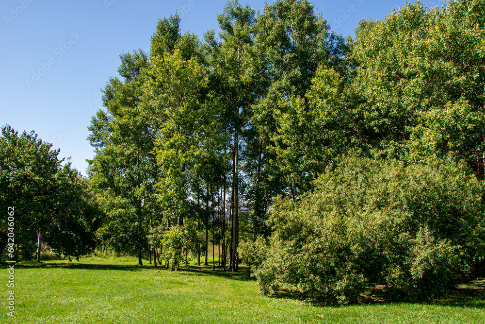 panorama from trees with a meadow covered with grass in the light