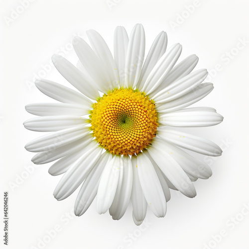 Single chamomile flower on white background. © peekeedee