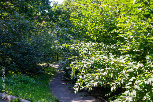Fototapeta Naklejka Na Ścianę i Meble -  Scenic view of a winding stone path through a beautiful green park
