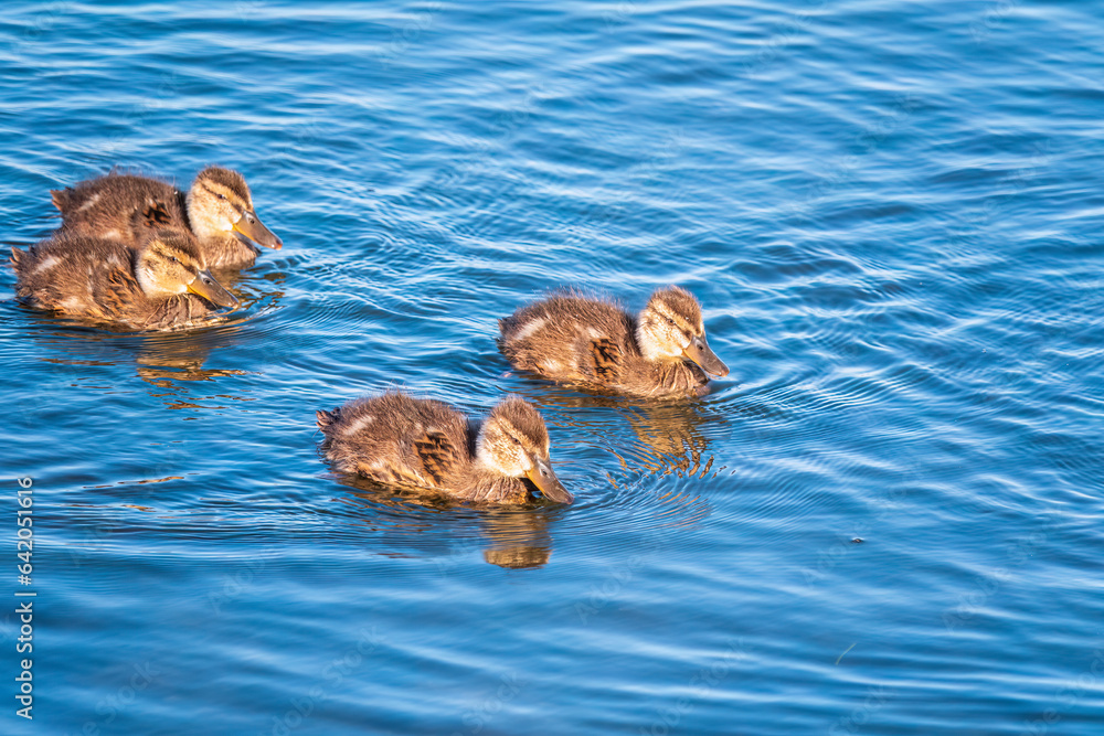Fototapeta premium Cute little duckling swimming alone in a lake or river with calm water