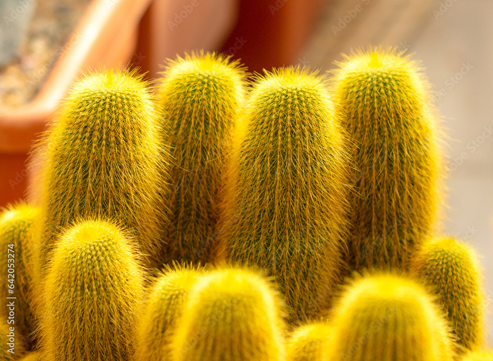 Cactus plant in the arboretum. Cactus plant in the arboretum.