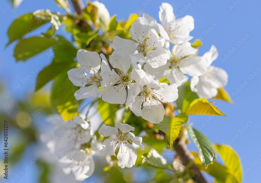 Flowers on a cherry tree on a background of blue sky.