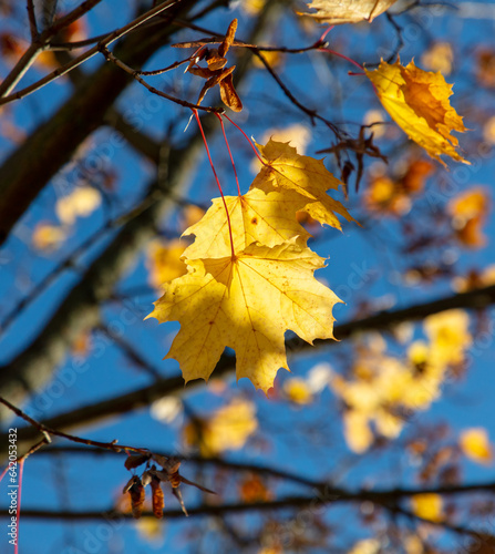 Autumn maple leaves against the blue sky. Nature