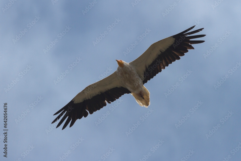 Obraz premium Egyptian vulture, Las Arribes del Duero natural park, Aldeadavila de la Ribera, Salamanca, Castilla y Leon, Spain