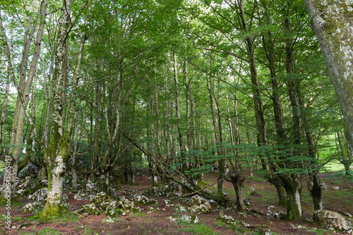 Fototapeta Naklejka Na Ścianę i Meble -  Beech forest in Elezkin, Gorbeia Natural Park, Bizkaia, Basque Country, Spain