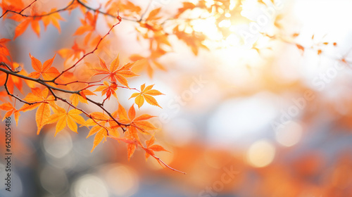 美しくて明るい球ボケのある楓の葉のグラフィック素材