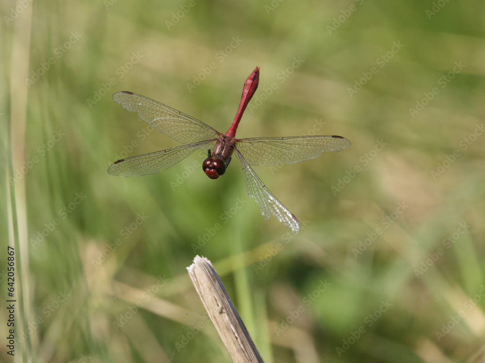 Ruddy darter, Sympetrum sanguineum, Ruddy darter, Sympetrum sanguineum,