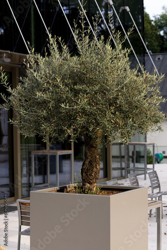 Beautiful olive tree in a large flower pot outside