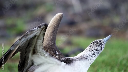 slow motion of a blue footed booby , Sula nebouxii, a marine bird native to subtropical and tropical regions of the eastern Pacific Ocean and can also be found on the Galapagos islands of Ecuador. photo